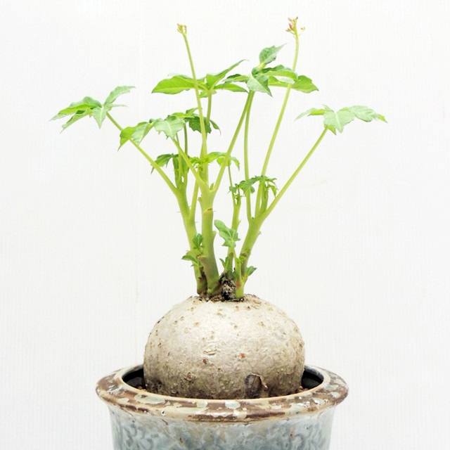 ヤトロファ・ベルランディエリ・錦珊瑚 多肉植物：ヤトロファ