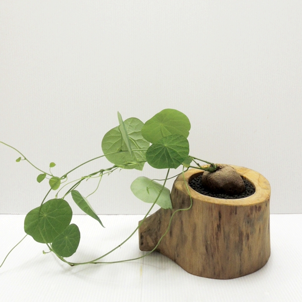 ステファニアエレクタ ステファニア エレクタ Stephania erecta | mana's farm:塊根植物