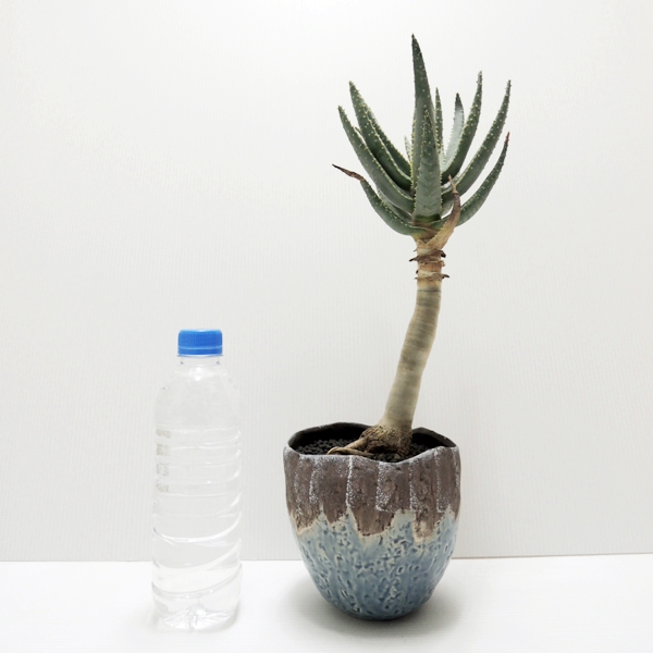 no.12266 アロエ・ディコトマ Aloe dichotoma | ＋TREE / 株式