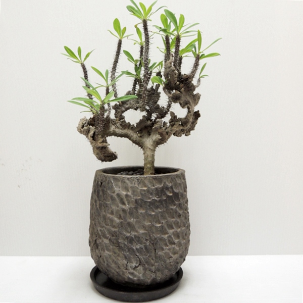 no.12262 ユーフォルビア・ミリー「花麒麟綴化」Euphorbia milii no.12262 ユーフォルビア・ミリー「花麒麟綴化」Euphorbia milii