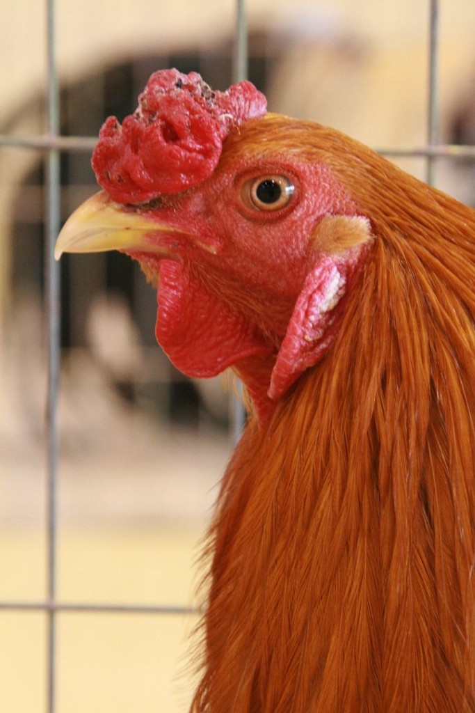 雑学 ニワトリが朝早く鳴く理由・トサカがある理由を解説 | やなしん