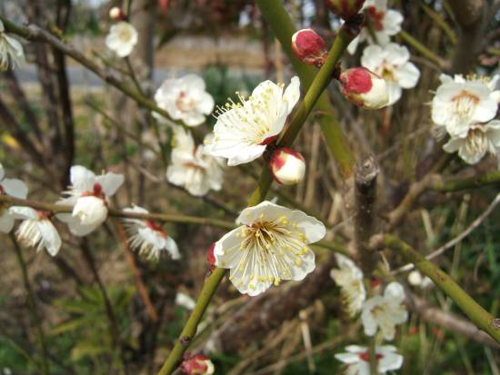 2010年2月14日の花、ボケ、ウメ、ヤブツバキ、シロバナタンポポ、ウンナンオウバイ | KOKAのつぶやき
