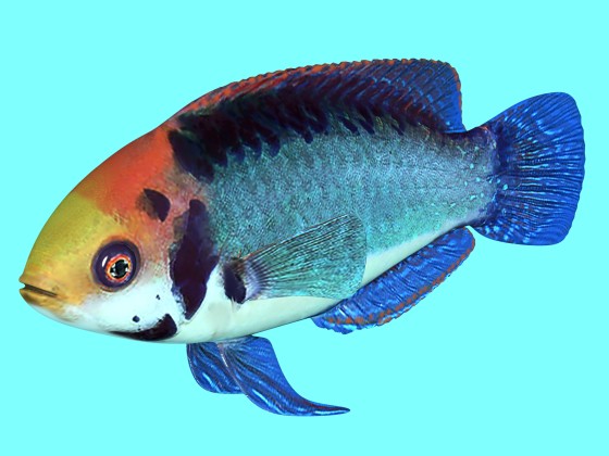 Red-eye Wrasse Fish