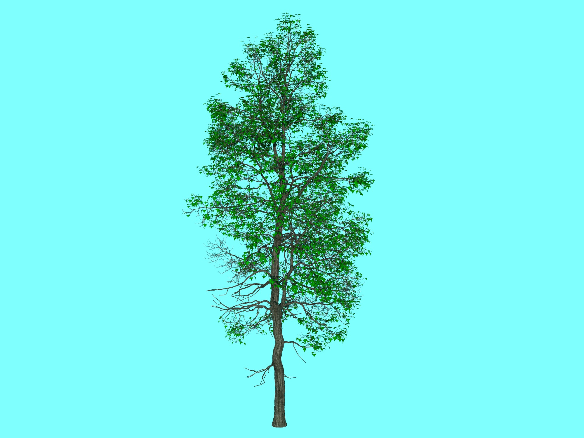 3D CARGO【植物編】3D形状データ集 OBJフォーマット
