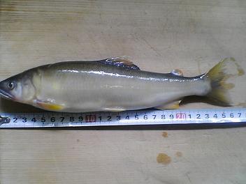 26cm