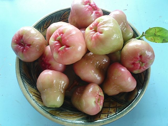 ピンク　レンブ　苗 ピンク レンブ 苗 レンブ | 苗木部 本店 By 花ひろばオンライン