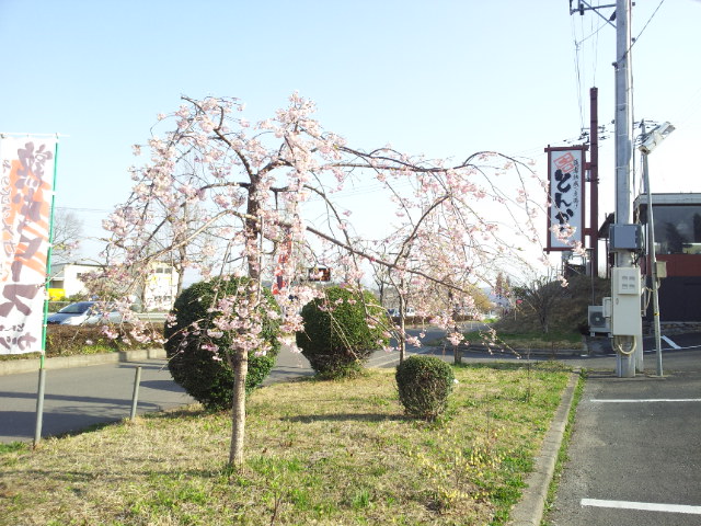 20130416_072532.jpg