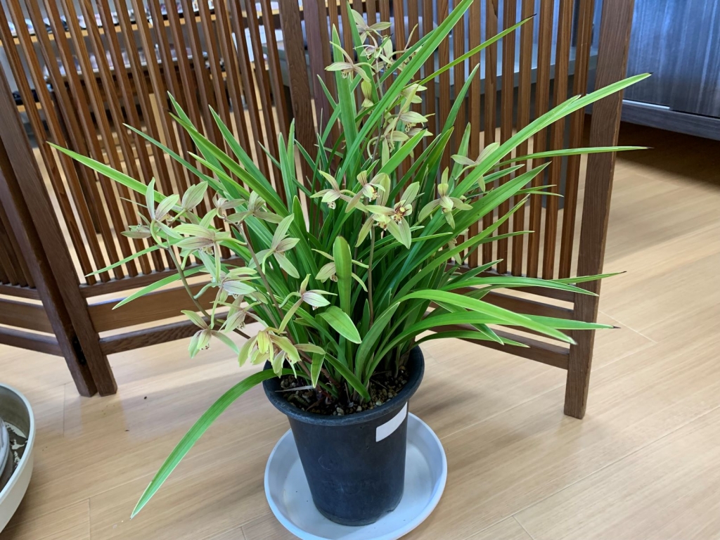 スルガラン（駿河蘭）の花と薫り | 呉服屋ブログ
