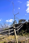 高津子山を桜の山に