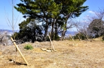 高津子山を桜の山に