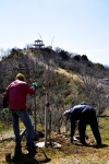 高津子山を桜の山に