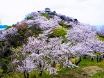 高津子山を桜の山に