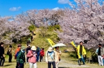 高津子山を桜の山に