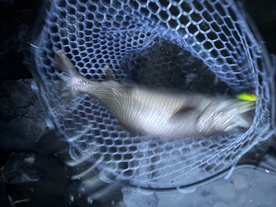 中禅寺湖に行ってきました、釣行記【2025-5-22】： | Lone Wolf for