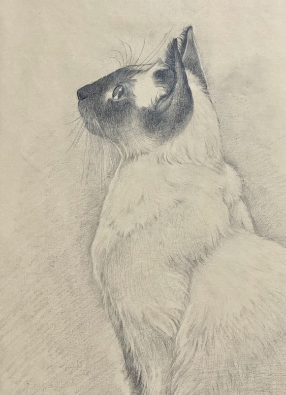 9月のための猫さん | Satoko,OIKAWA / 及川聡子