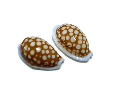 宝貝その6…カノコダカラガイ | hiroimono