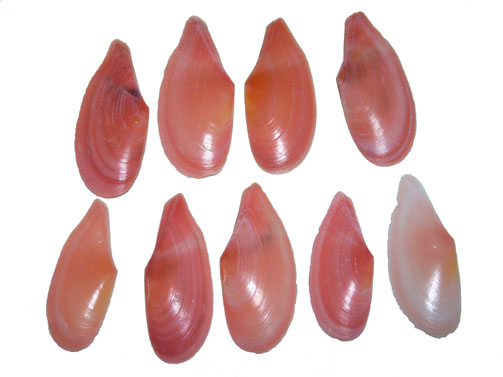 紅貝 benigai | hiroimono