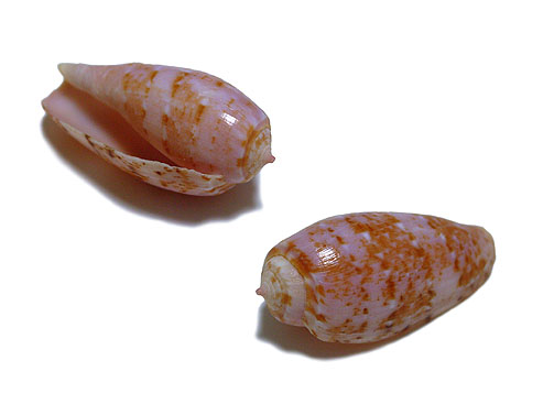 標本紹介 ☆貝☆貝殻☆標本☆イモガイ系、名前？