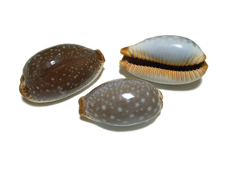 宝貝その13…シボリダガラガイ | hiroimono