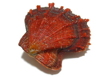 タカラガイ 貝殻 Histrio Rusty 茜色の貝 | hiroimono