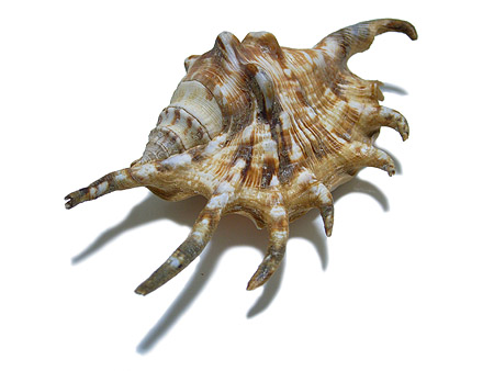 クモガイ（蜘蛛貝） | hiroimono