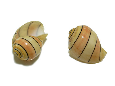 貝殻6個セット　万宝貝、クモ貝、ホシダカラ、ウラシマ、ミヤニシ貝 貝殻6個セット 万宝貝、クモ貝、ホシダカラ、ウラシマ、ミヤニシ貝