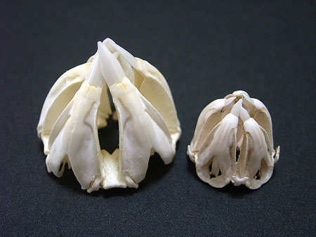 ウニ殻 | hiroimono