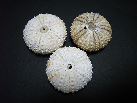 真実の岩海胆…2 | hiroimono