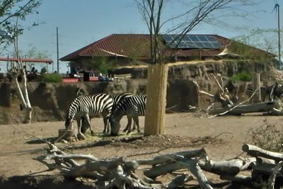 El Paso Zoo