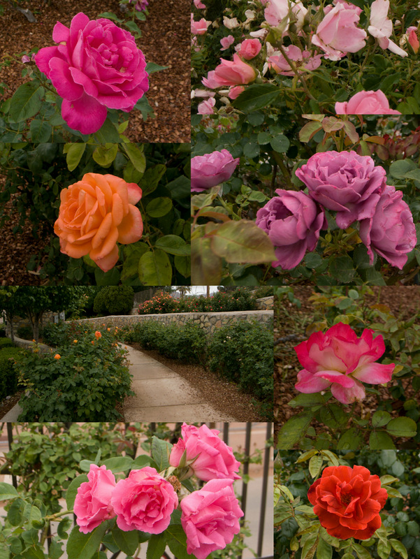 El Paso Rose Garden