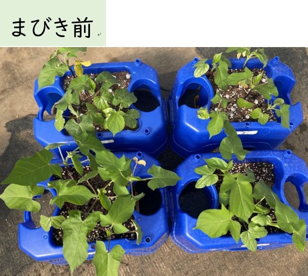間引きをしました。 | あさがお便り