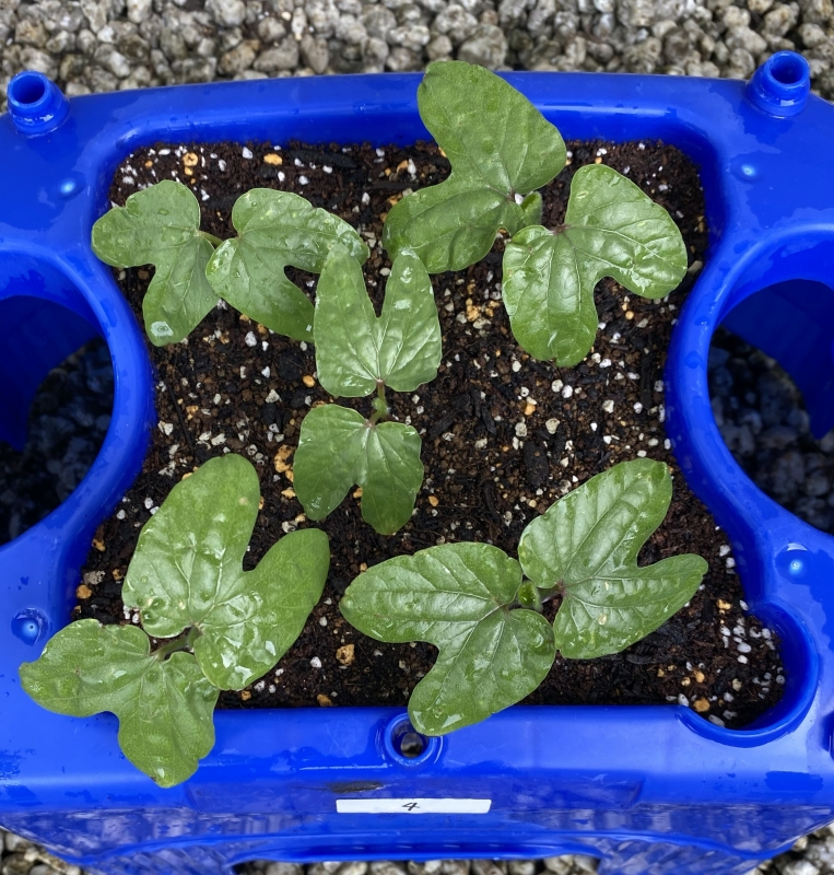 双葉の豆鉢　4つ 双葉の豆鉢 4つ 双葉の豆鉢 4つ 双葉の豆鉢 4つ 双葉の豆鉢 4つ 双葉の豆鉢