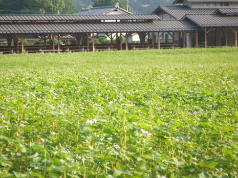 餫ָΤ