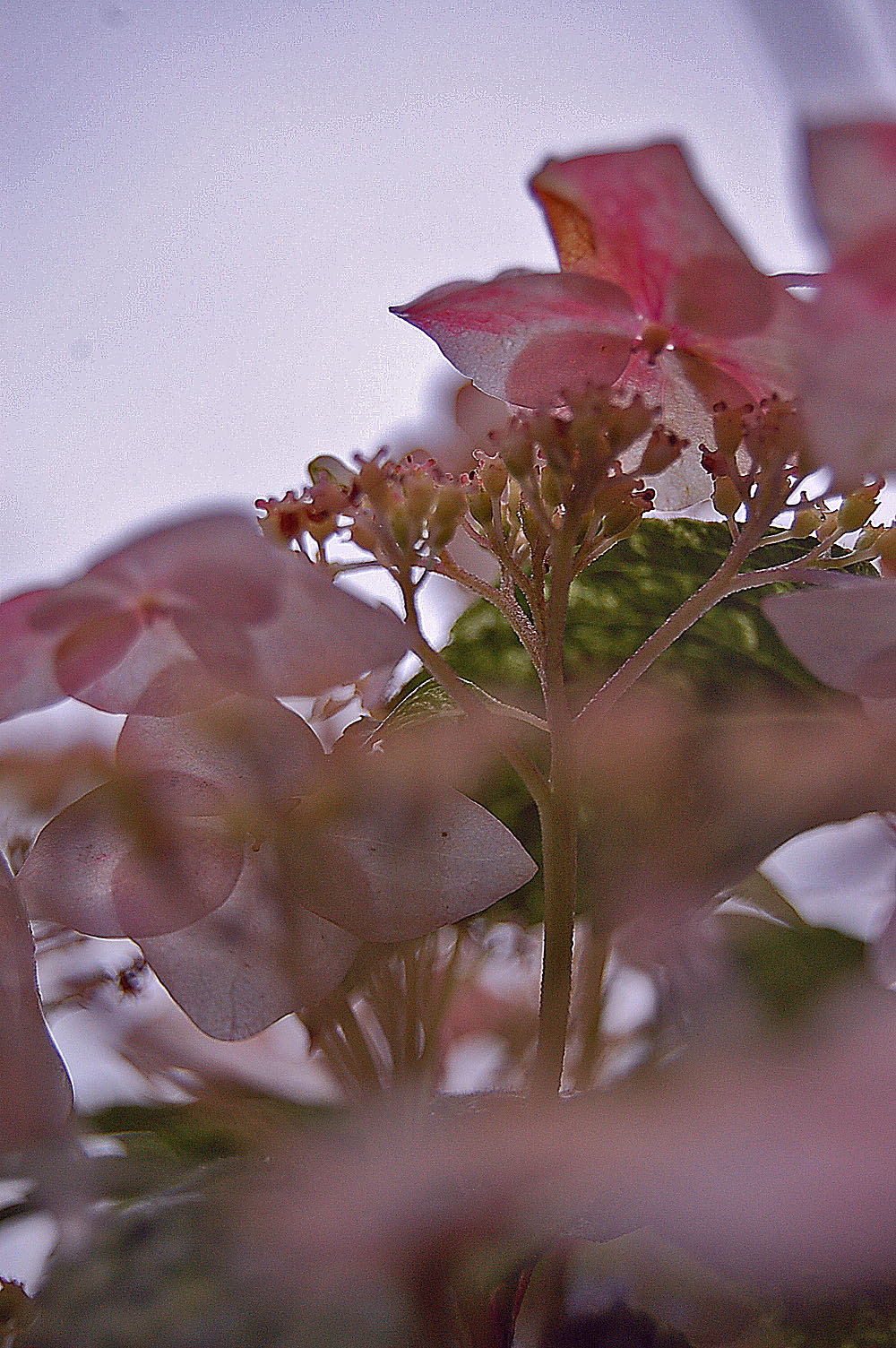 hydrangea-mitsuki.jpg