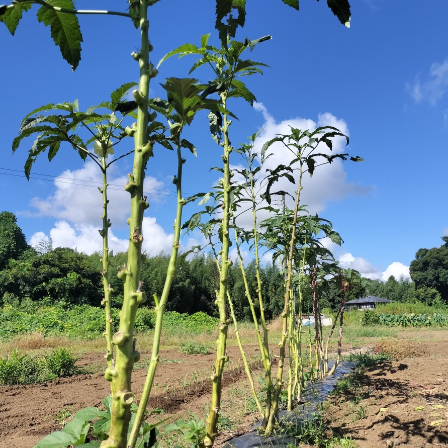 キャッサバ太め苗木50本