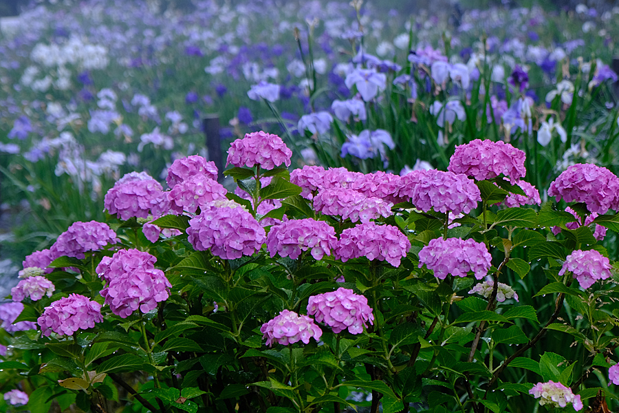卯辰山 紫陽花（花菖蒲園・眺望の丘） | ウォーキングで金沢めぐり