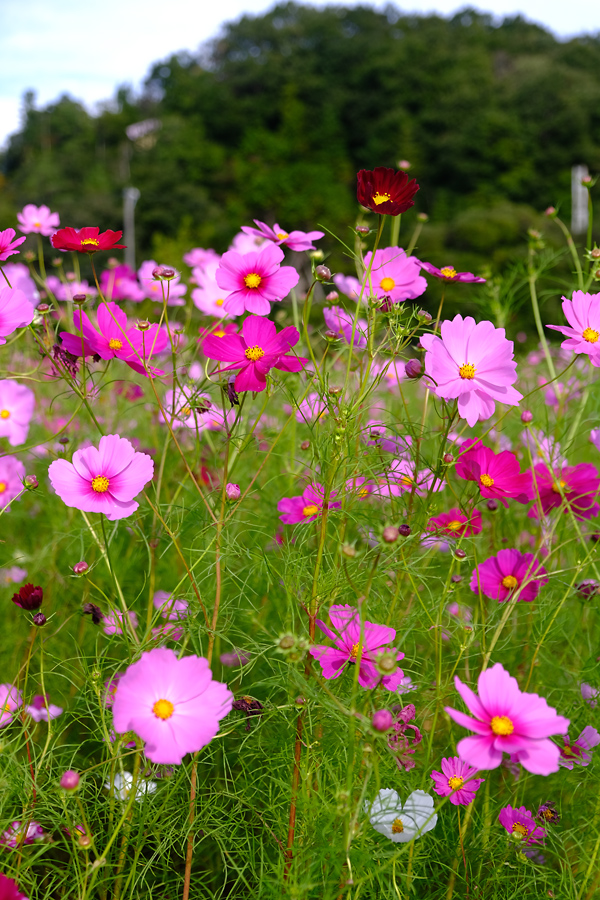 コスモス畑 小松市津波倉町 トンボとコスモス | ウォーキングで金沢