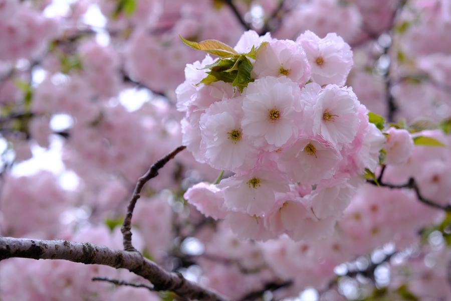 21世紀美術館の八重桜 穴水町児童公園のヒメリンゴ 雨後の新緑