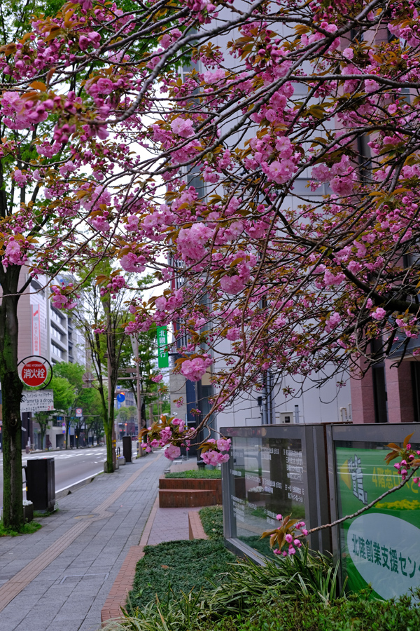 21世紀美術館の八重桜 穴水町児童公園のヒメリンゴ 雨後の新緑