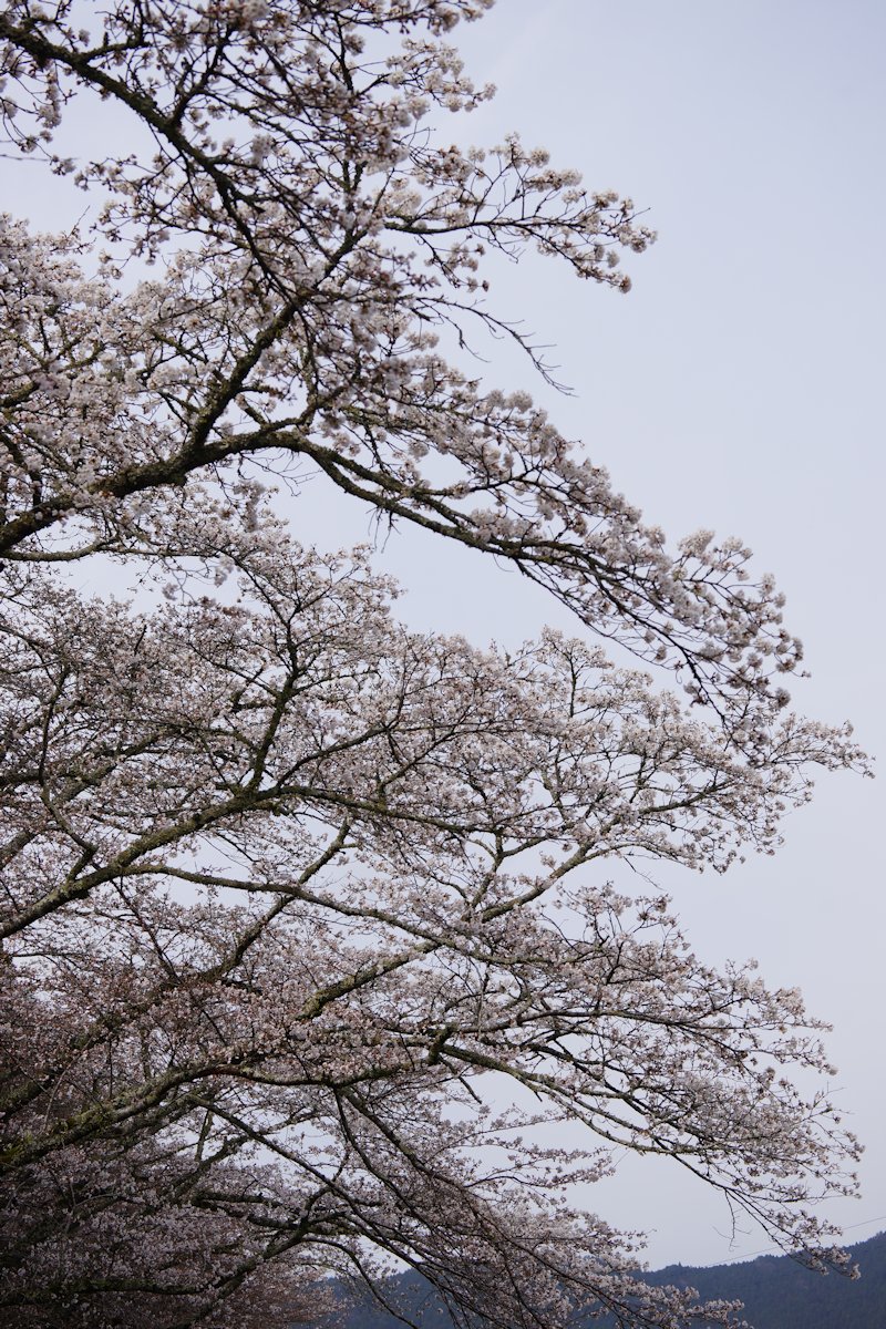 sakura05.jpg