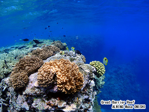 大型天然法螺貝 ほら貝 ホラガイ ほら貝・法螺貝・ホラガイ（シャンカ）大黒天 販売｜大阪 多羅堂