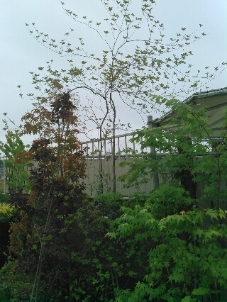 ランキング第1位 アブラツツジ 植物 観葉植物 9818円blog Grupostudio Com Br