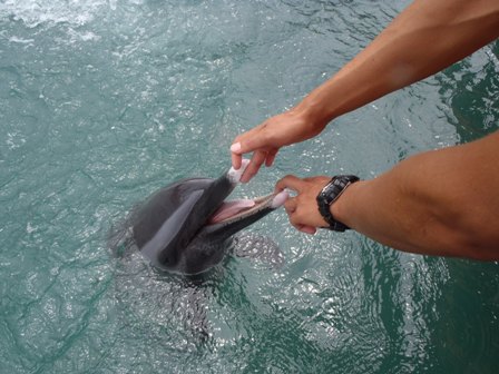 イルカの歯 | Okinawa Marine Research Center
