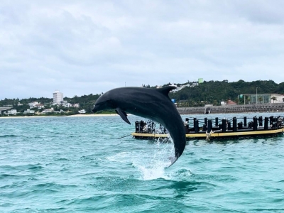 新プログラム「ドルフィンダイナミック」！ | Okinawa Marine Research