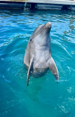 群青イルカ◆自己紹介参照 真っ青な海でとってもゴキゲンなラビングイルカさん🐬🐬 #御蔵島