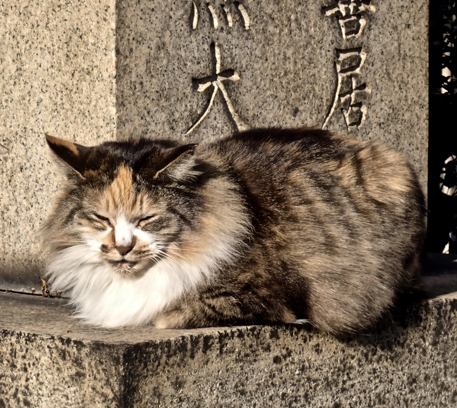 種田山頭火 書 色紙 古美術 アンティーク 骨董品 壁掛け 額縁付き 種田山頭火 書 色紙 古美術 アンティーク 骨董品 壁掛け 額縁付き