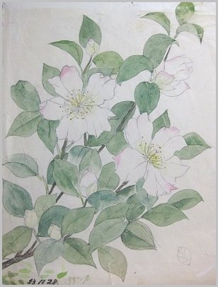 山茶花（サザンカ）の 絵 日本画 - 20191228_1984872.jpg