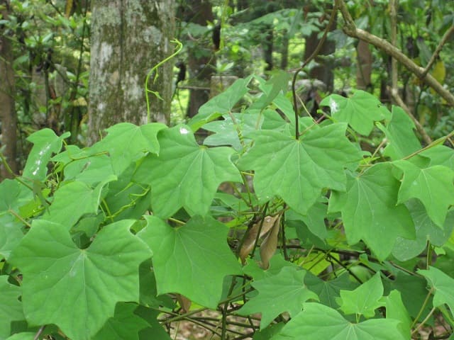 つづら（ツヅラフジ） ** 万葉植物 ** | 月に昇るその日まで