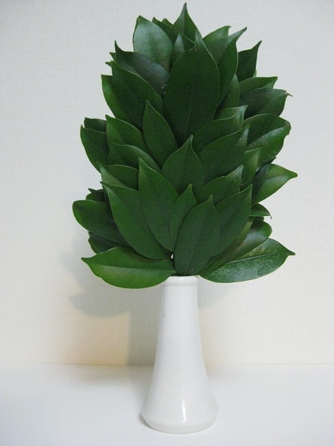 さかき(サカキ) ** 万葉植物 ** | 月に昇るその日まで