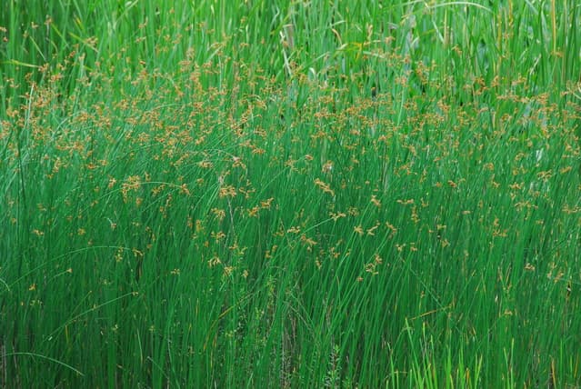 おほゐぐさ（フトイ）** 万葉植物 ** | 月に昇るその日まで
